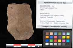 Foto (Objekt + Etikett) von Enteromorpha stagnalis Heer (NHMW-GEO-2024-0188-0094)